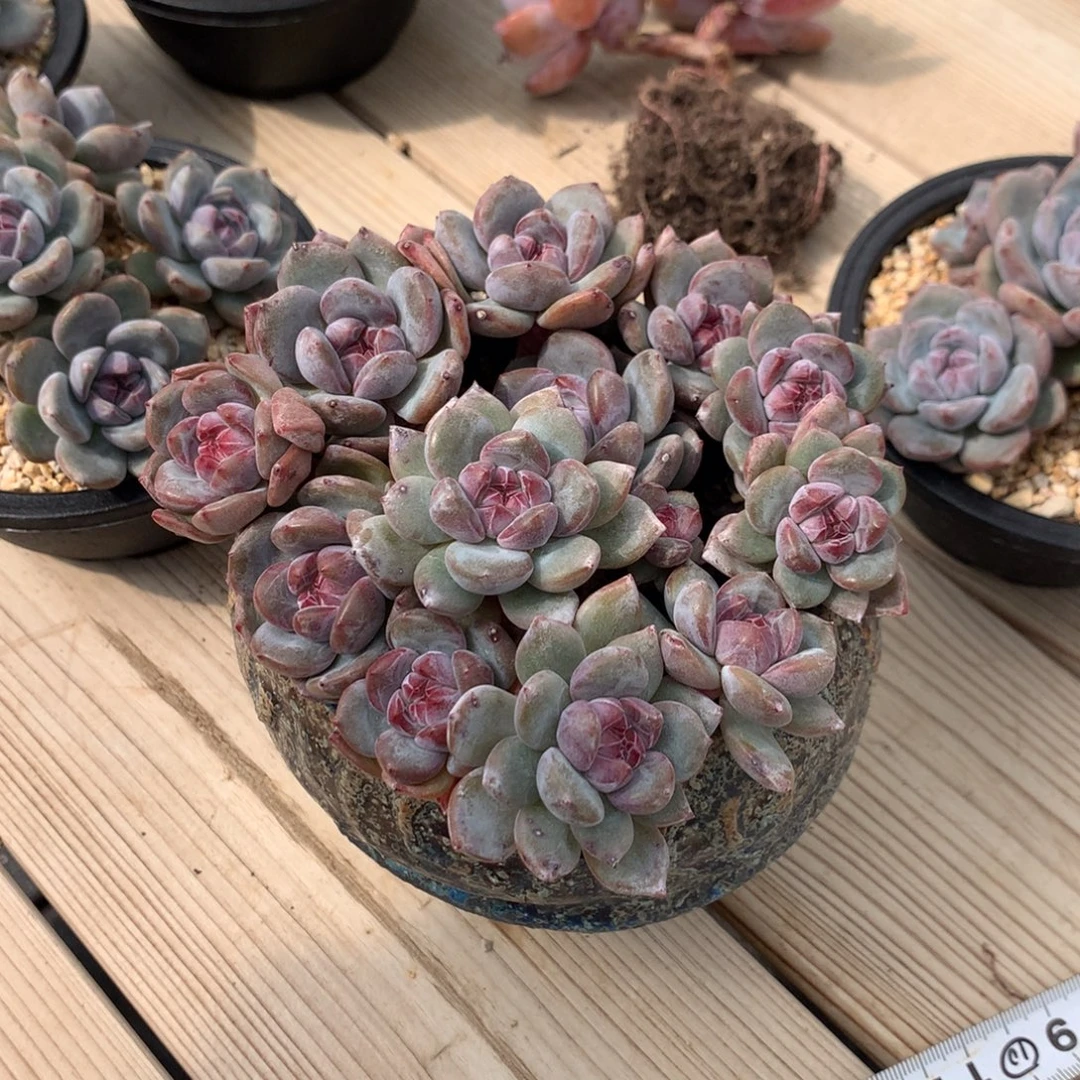 叶***8叶子突尼斯星影发货多肉4个有砍