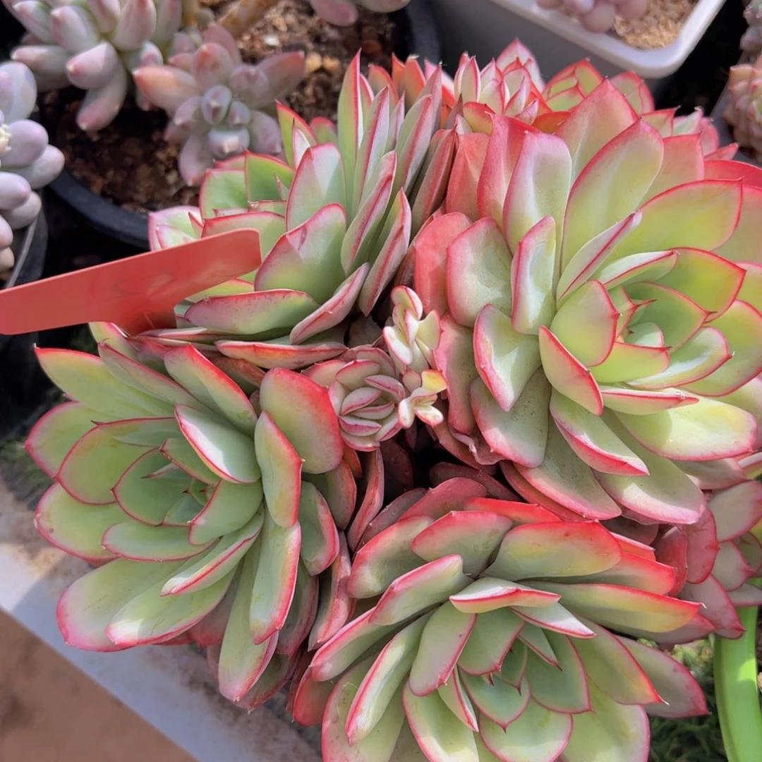 香玉的故事是一个人的故事