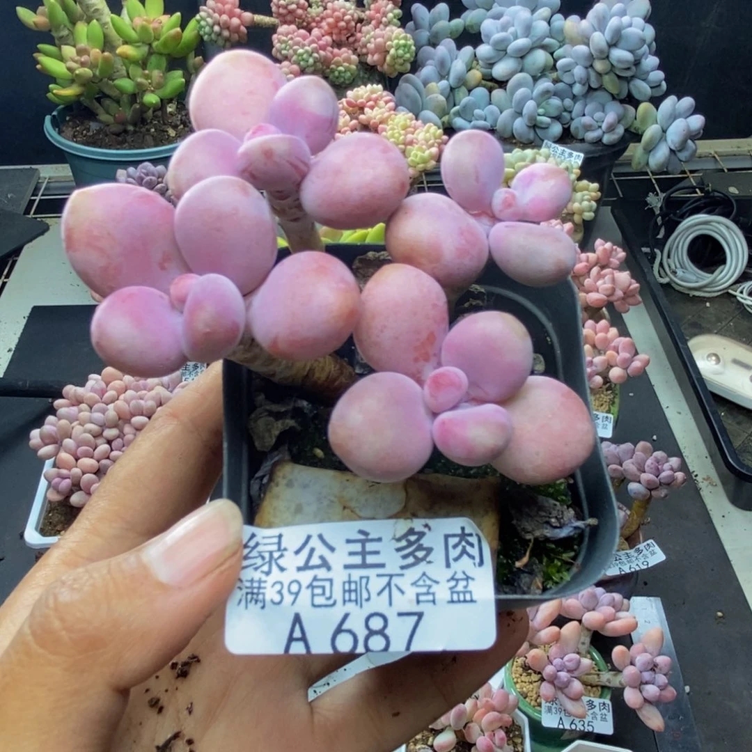 687腰子桃蛋多肉6c m