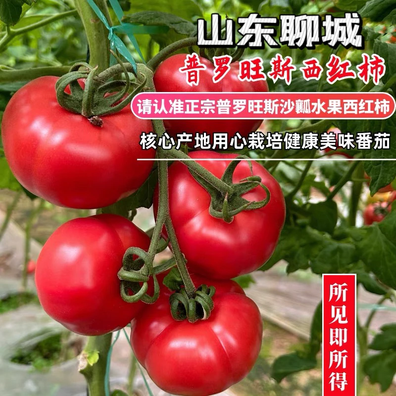 山东新鲜露天沙瓤西红柿子自然熟生吃老品种自然熟粉果大番茄芭乐