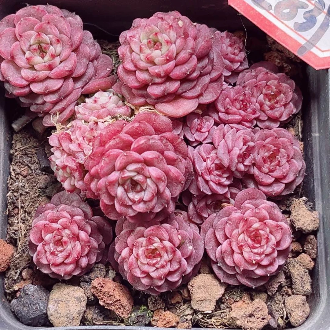 E839一物一拍 草莓千层