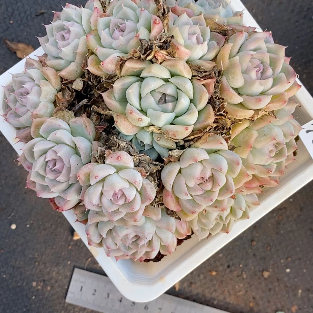 荷****7346杂交多肉老桩