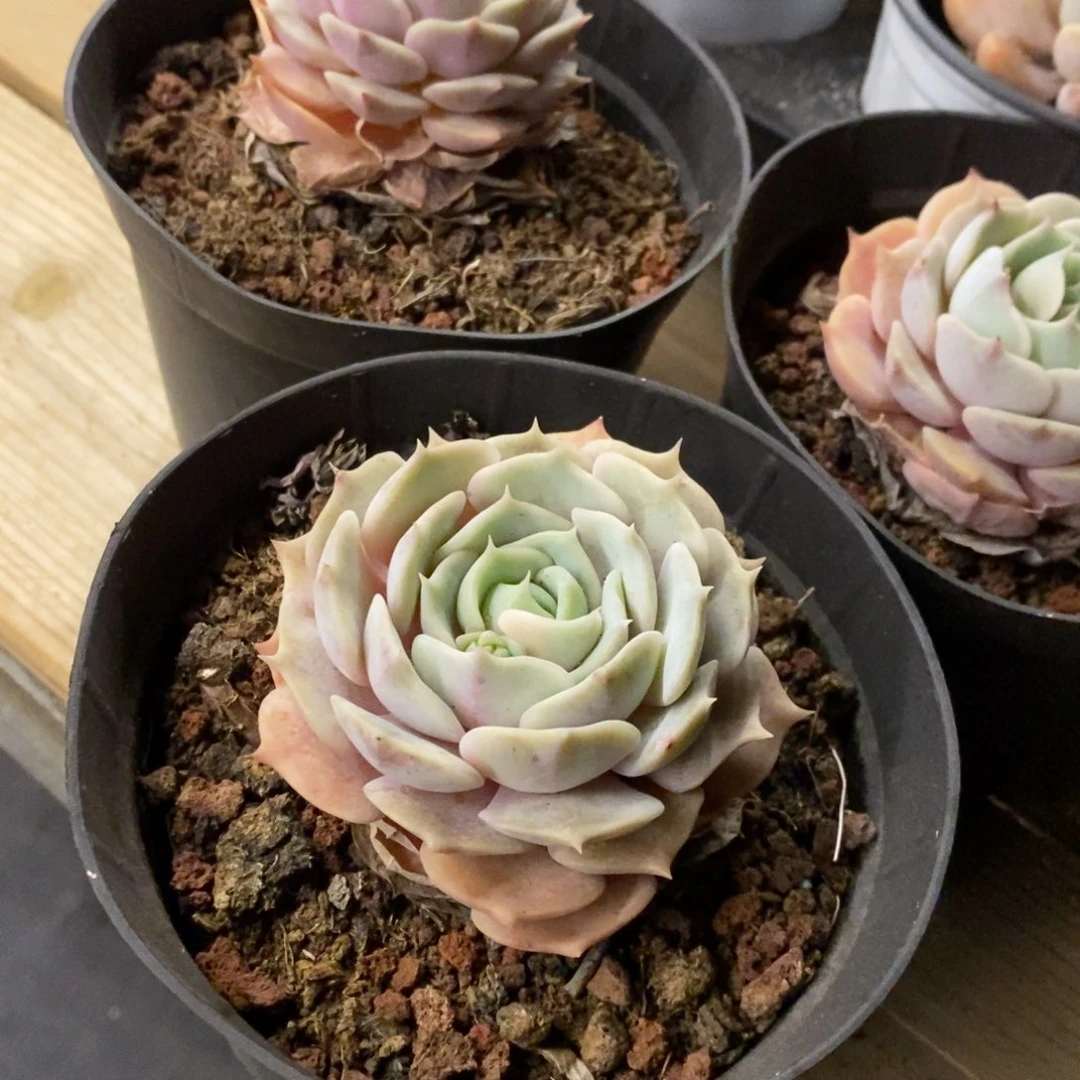 65。露娜莲。单头。