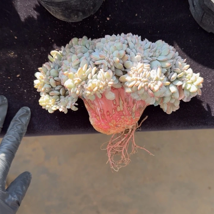 安****15厘米左右一物一拍的