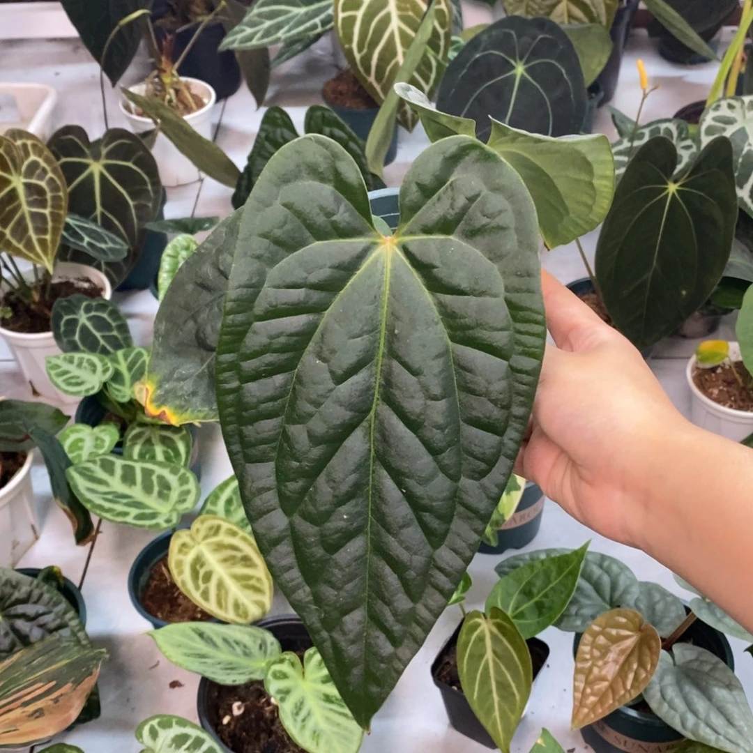 不开花植物papi杂奢华