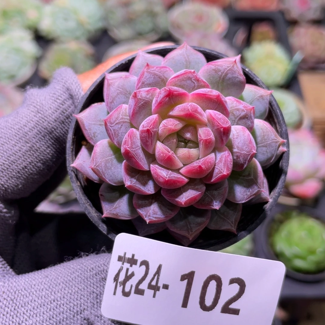 花利美24-102新品