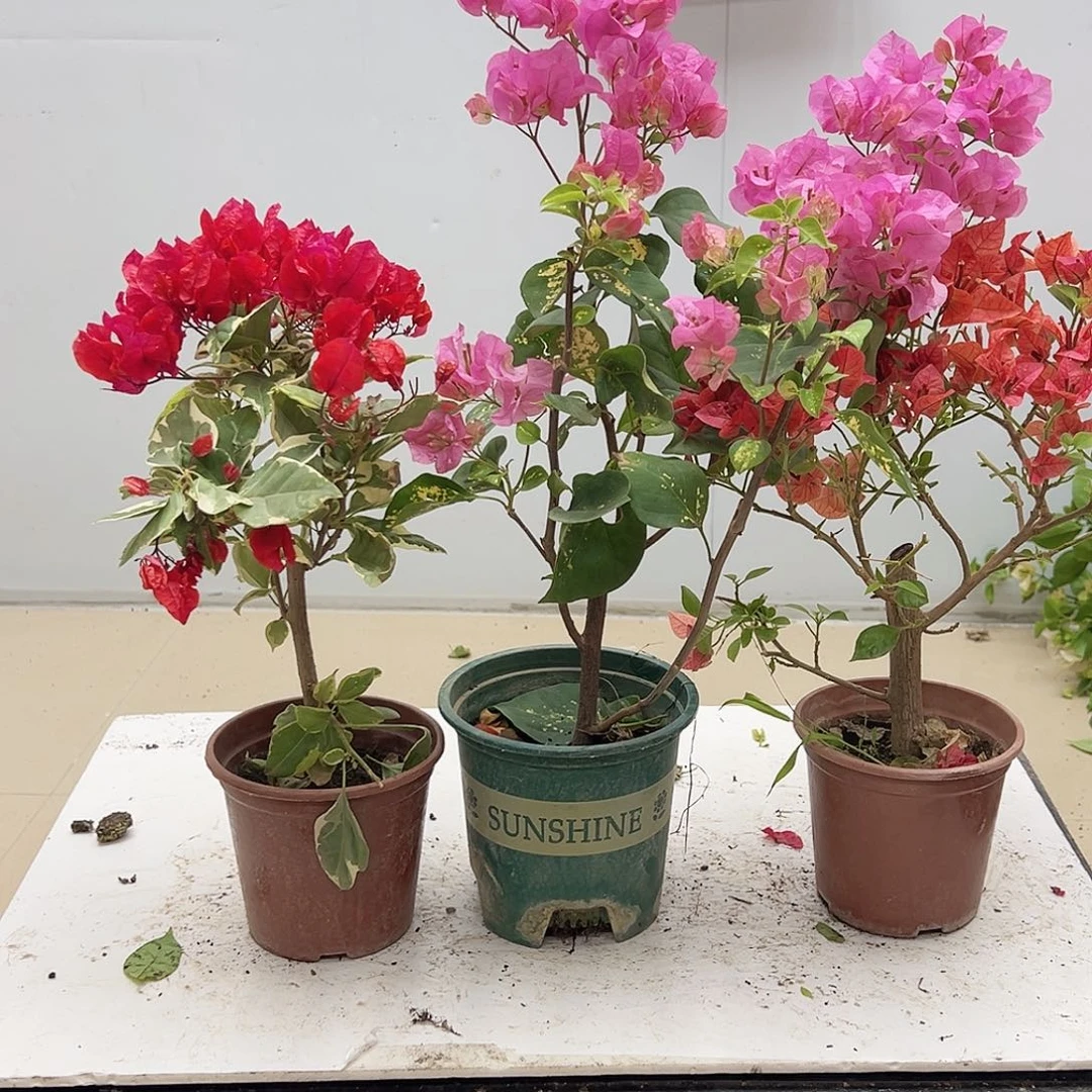大部分花苞少量开放孟加拉红，洒金粉，佩德罗