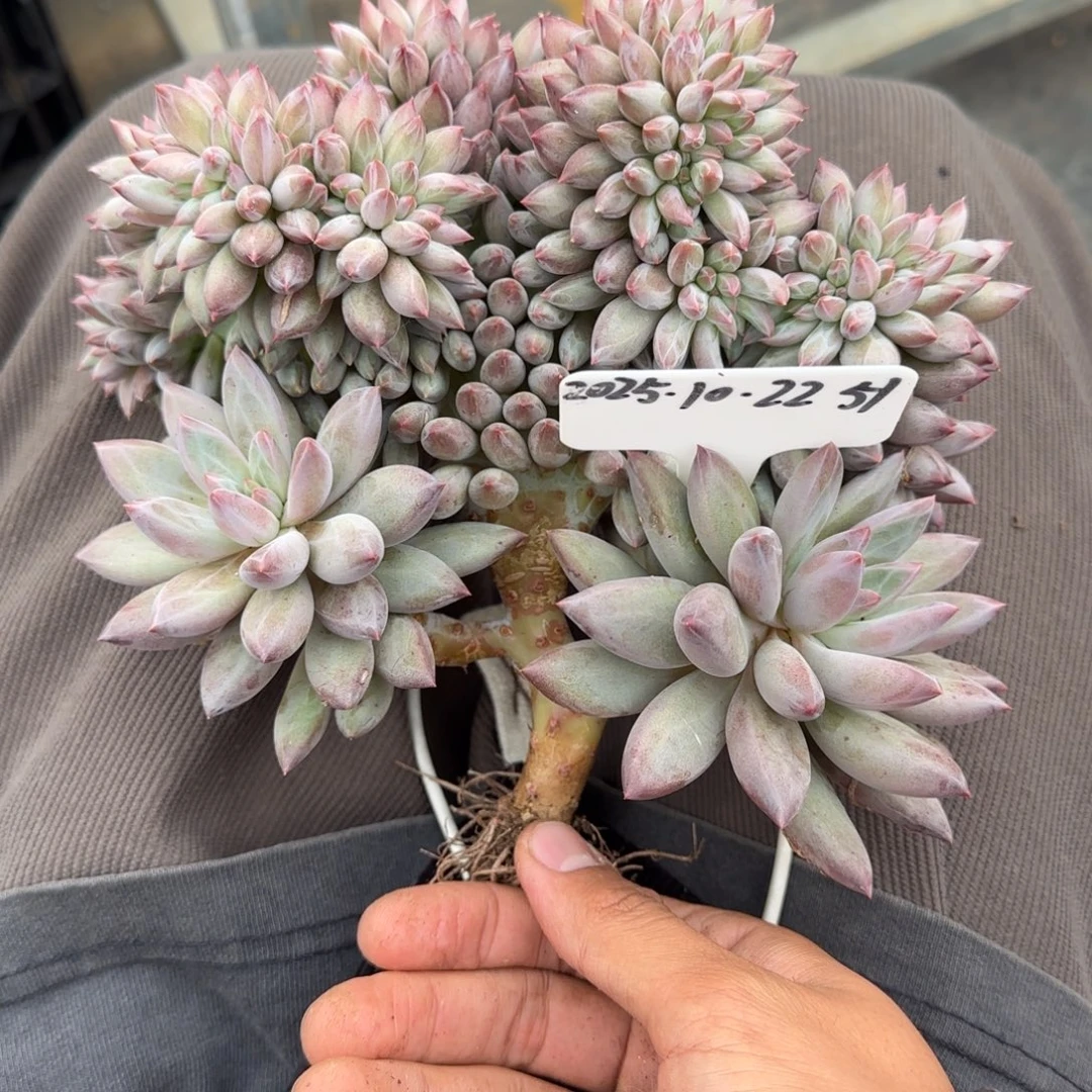 一物一拍天花板羽毛纹虞美人缀51