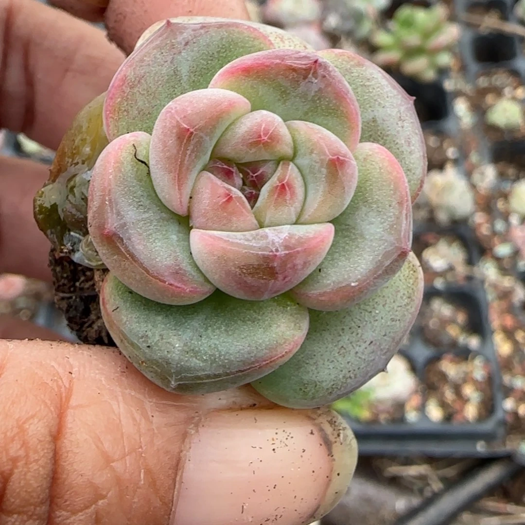 小卡拉米糖心一物一拍