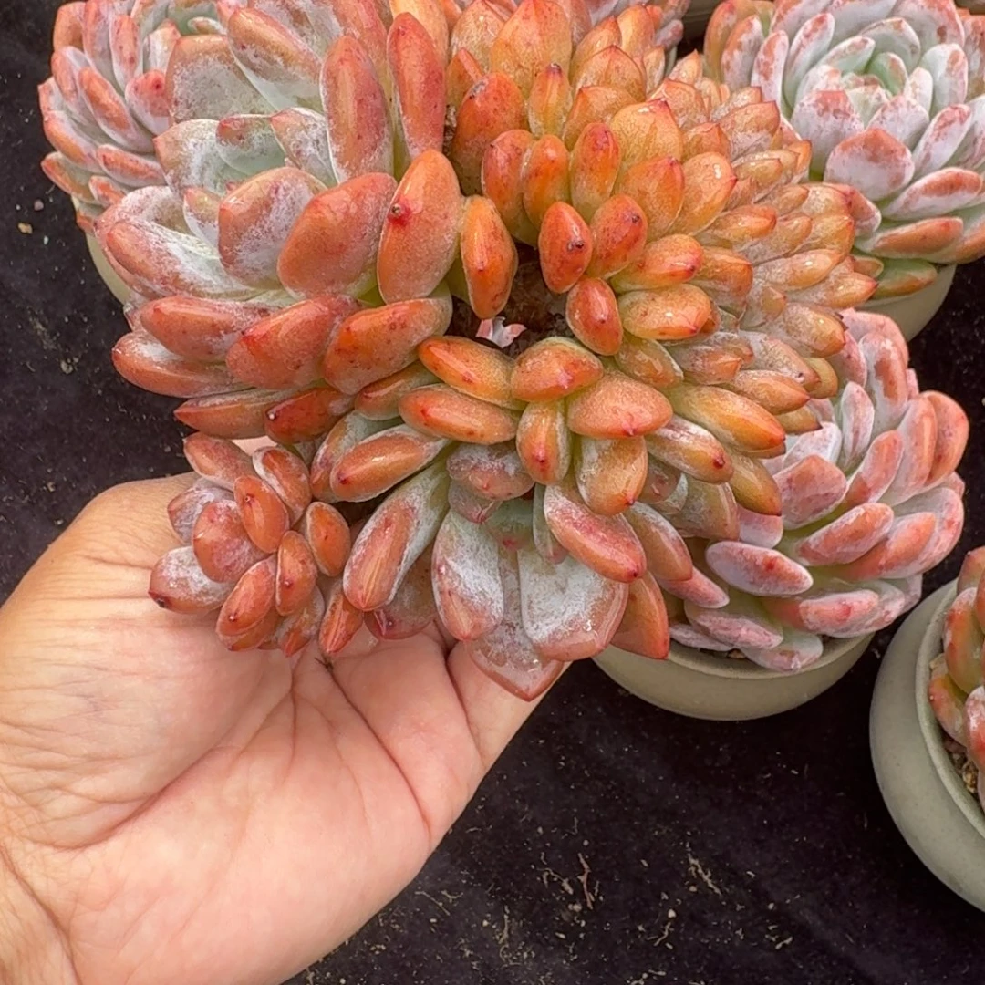 缀化特价，无替，木桩子