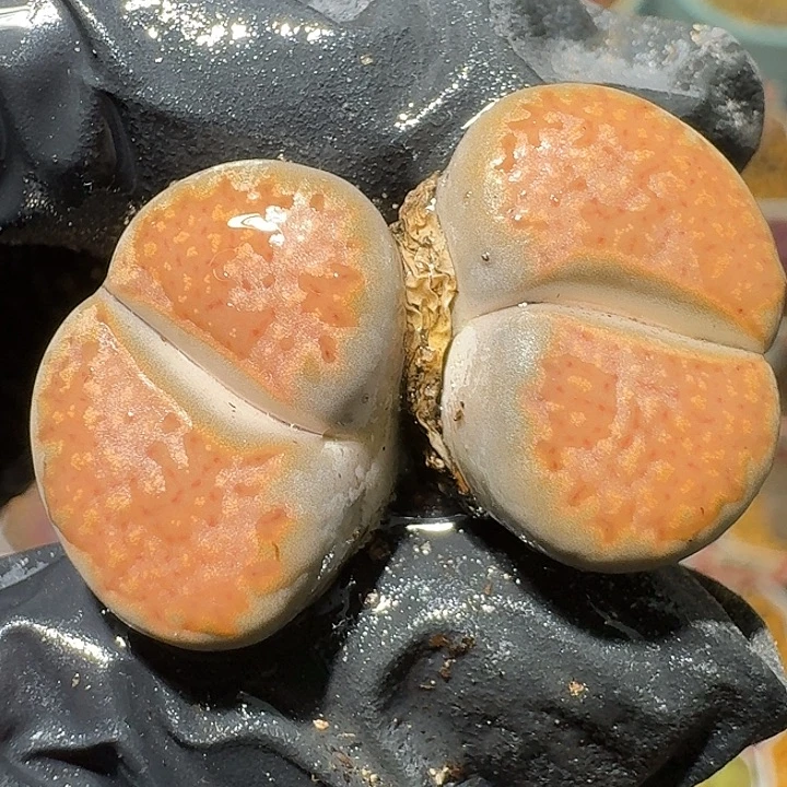 生石花2:：。在。 533号