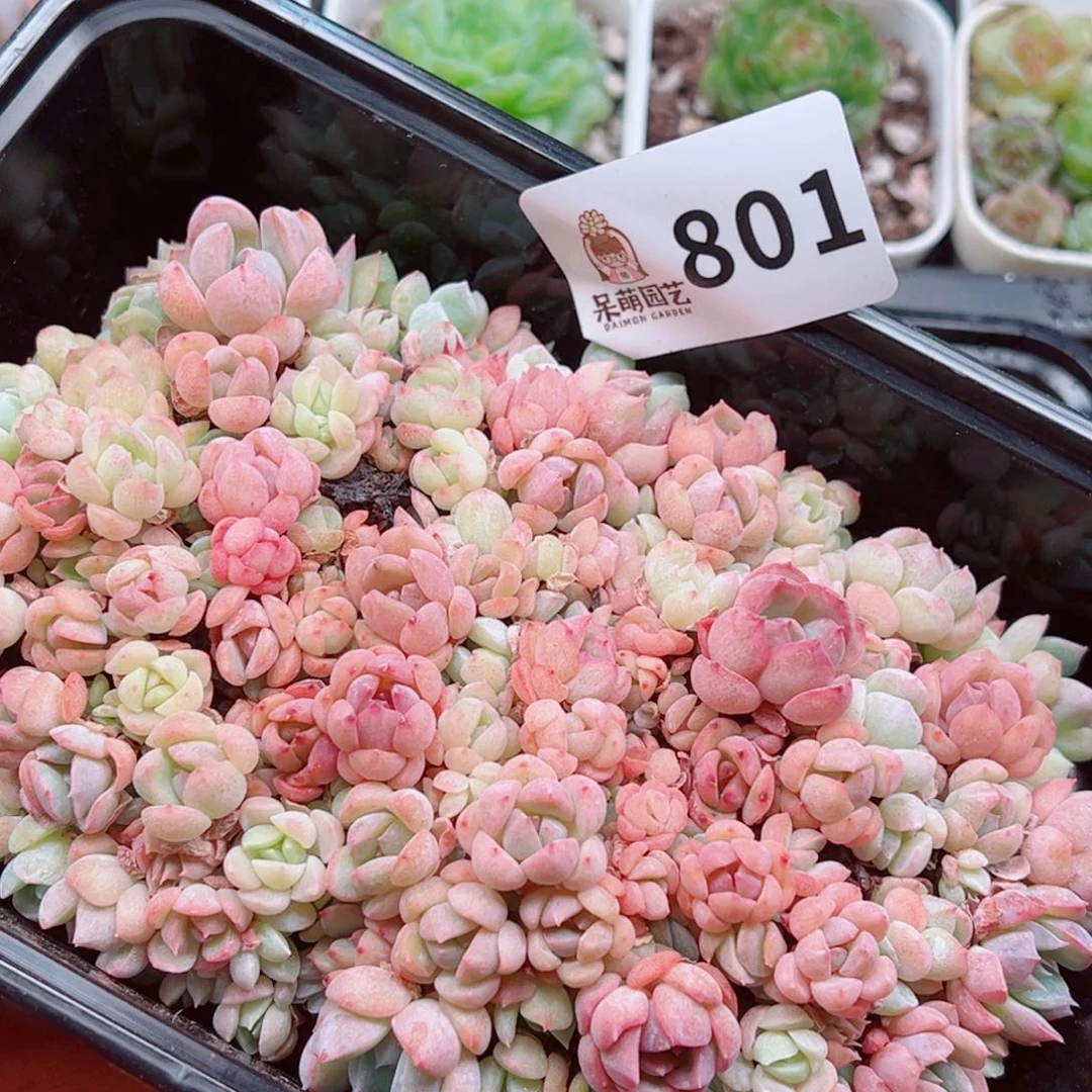 当前无花朵，栽培后可花朵