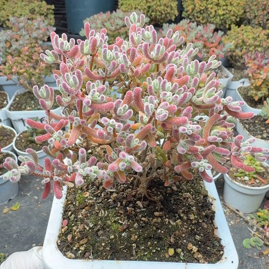 243红冰晶枝干一物一拍