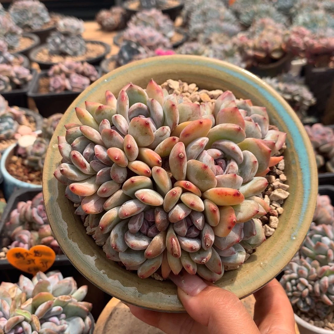 哈哈哈哈哈哈哈哈