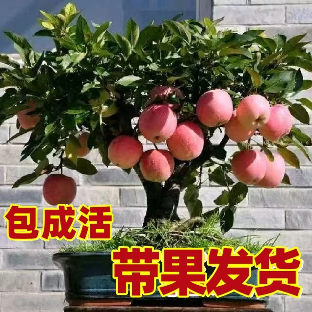 【苹果盆栽】苹果盆栽地栽原盆原土阳台庭院冰糖心红富士鸡心果带叶