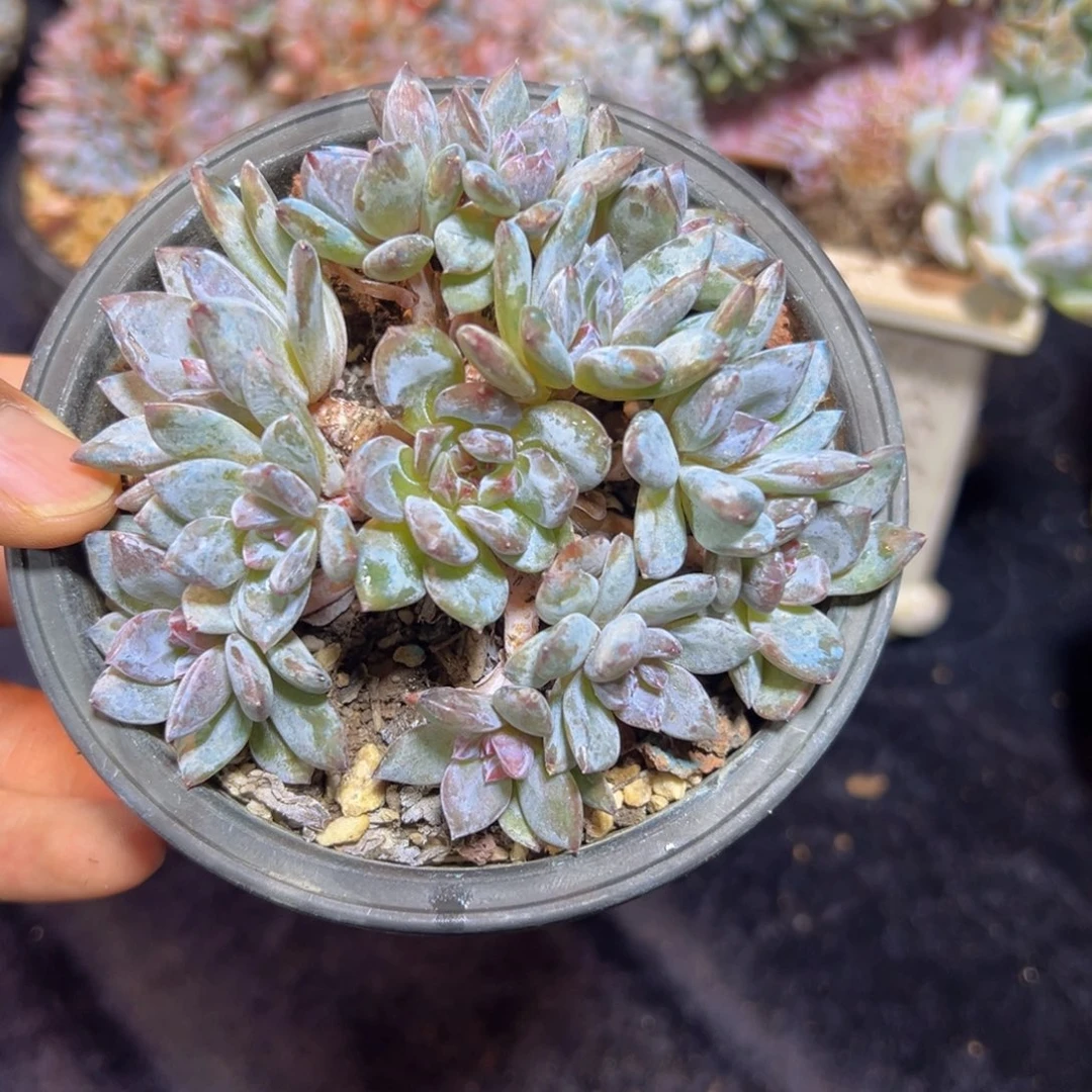 新年快乐 新年快乐