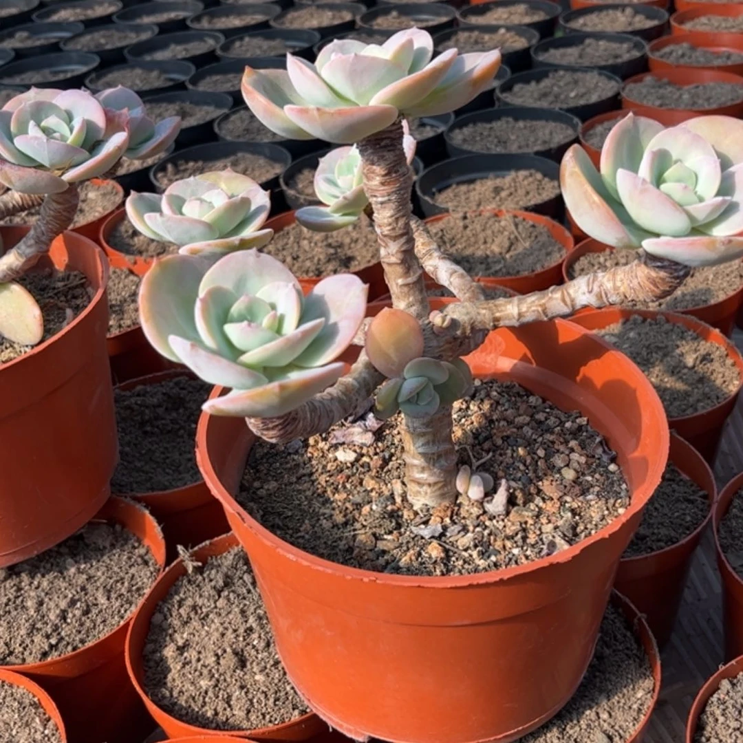 【闪购商品】无花朵?***?