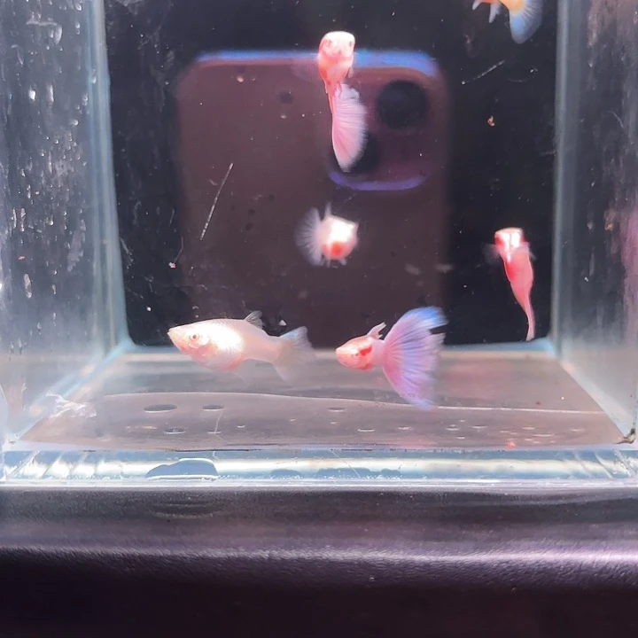 孔雀鱼蓝尾天使彩虹3对