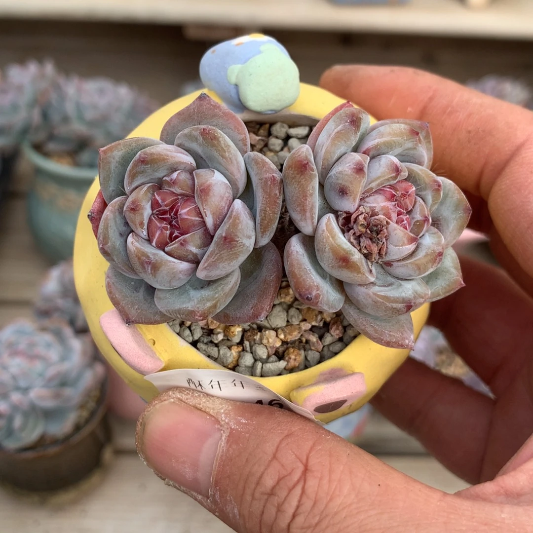 6446石榴籽星影双头6厘米