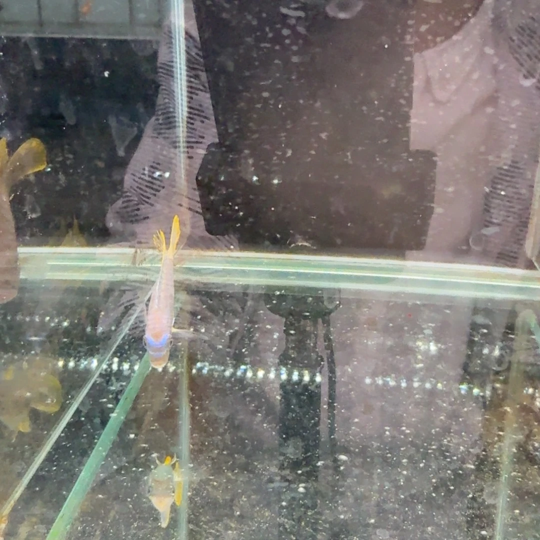 慈鲷1231野摸索博公。