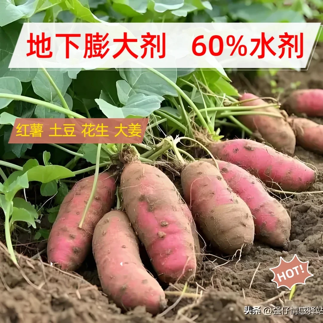 地下膨大剂花生红薯土豆叶面喷施复合肥