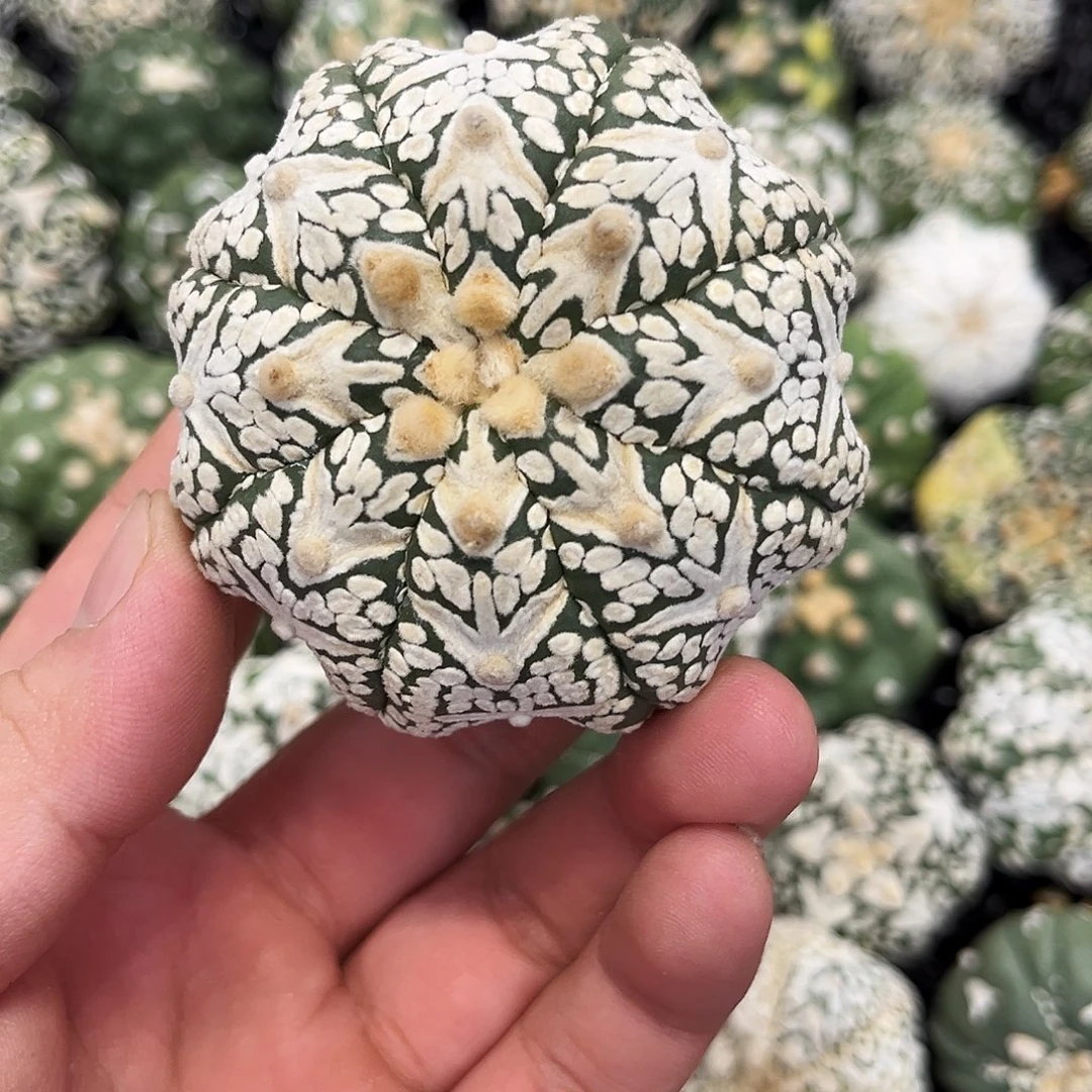 哈哈哈哈哈哈哈哈ｖ兜兜