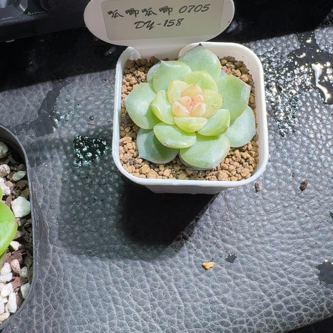 0705-158-白玉珍妮