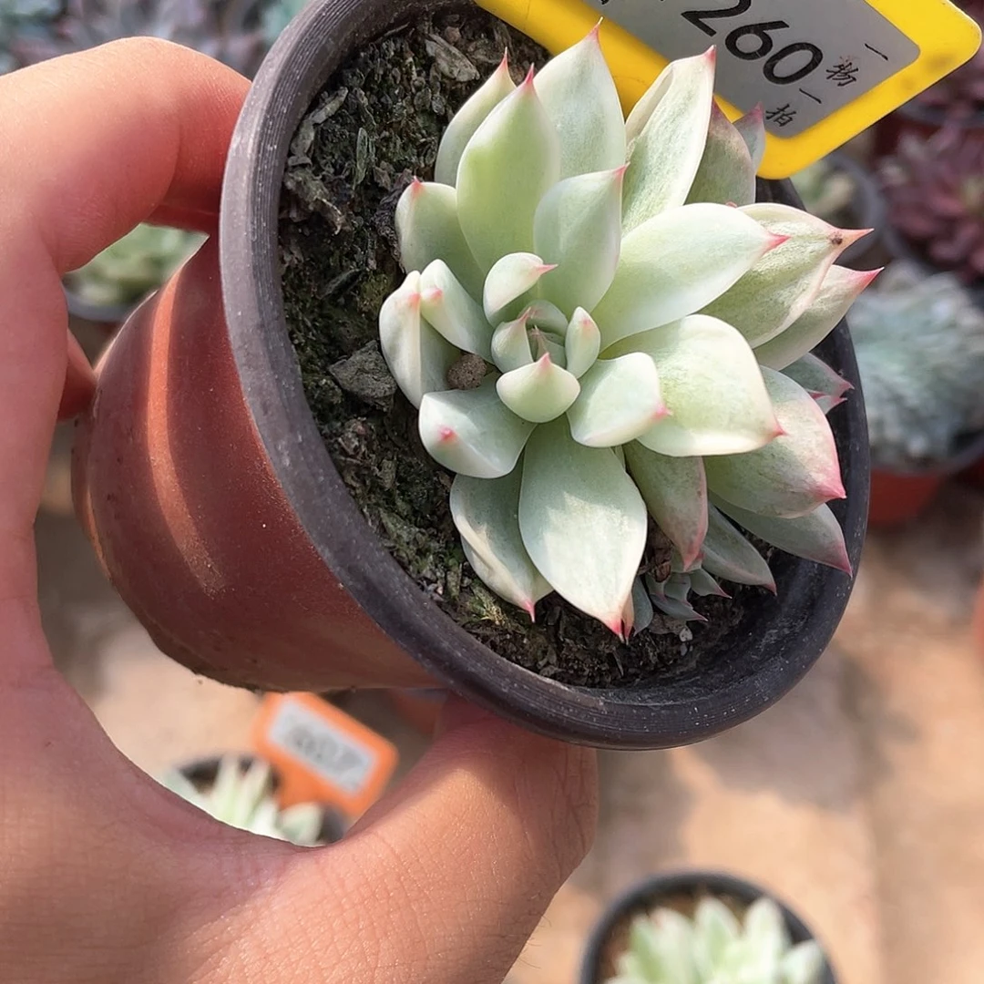 。***.1260号多肉植物盆栽