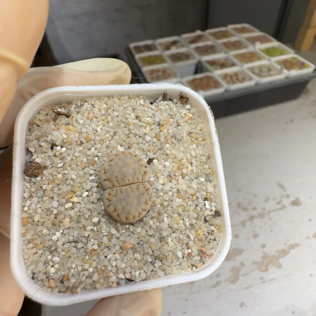 超****0727-50饼干饼干饼干