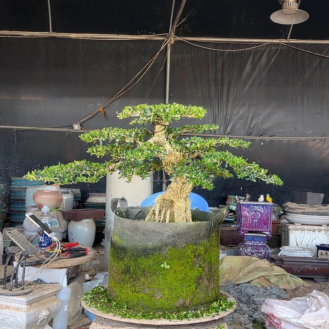 无花朵广东雀舌黄杨盆景