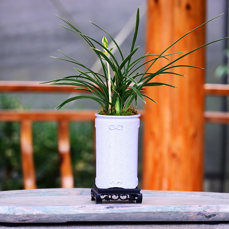 兰花盆景盆栽绿植春兰雪山带盆栽好顺丰包邮