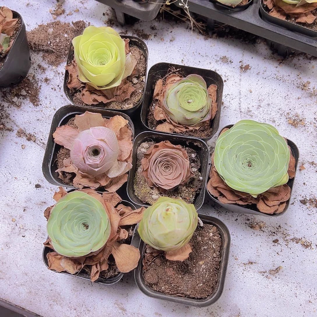 黄玫瑰组合7盆带盆带土