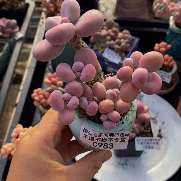 腰子桃蛋6cm983多肉植物