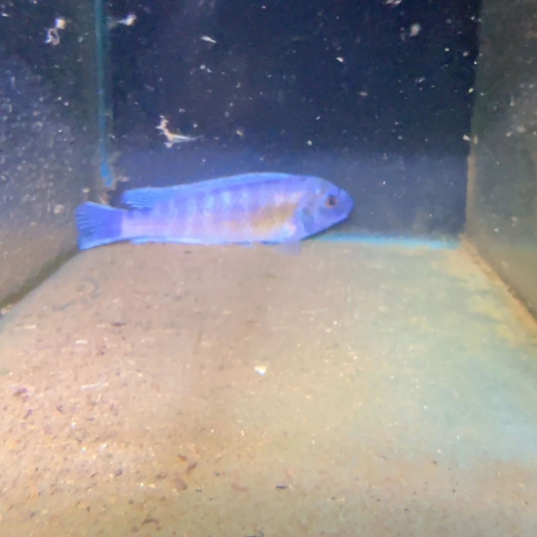 慈鲷鱼82号不知名勾鼻