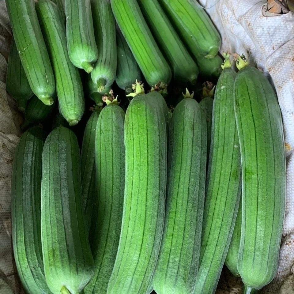 河南丝瓜本地老品种笨土丝瓜露天菜当季新鲜嫩丝瓜绿瓜蔬菜