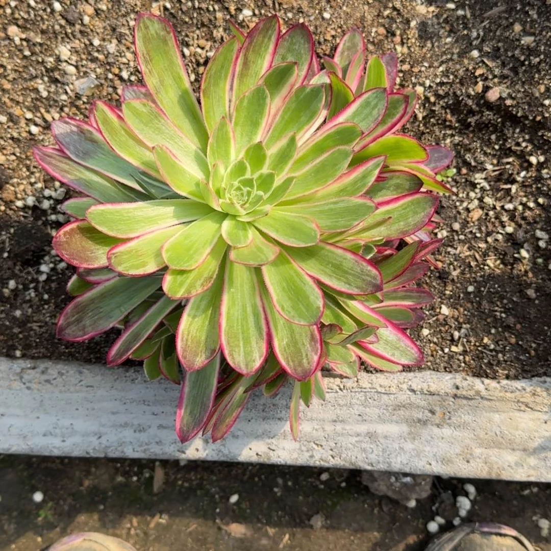 小**?192孔雀翎寄养到秋