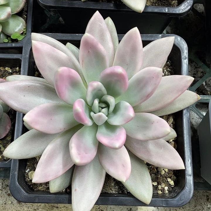 桃花源锦一物一拍锦龙