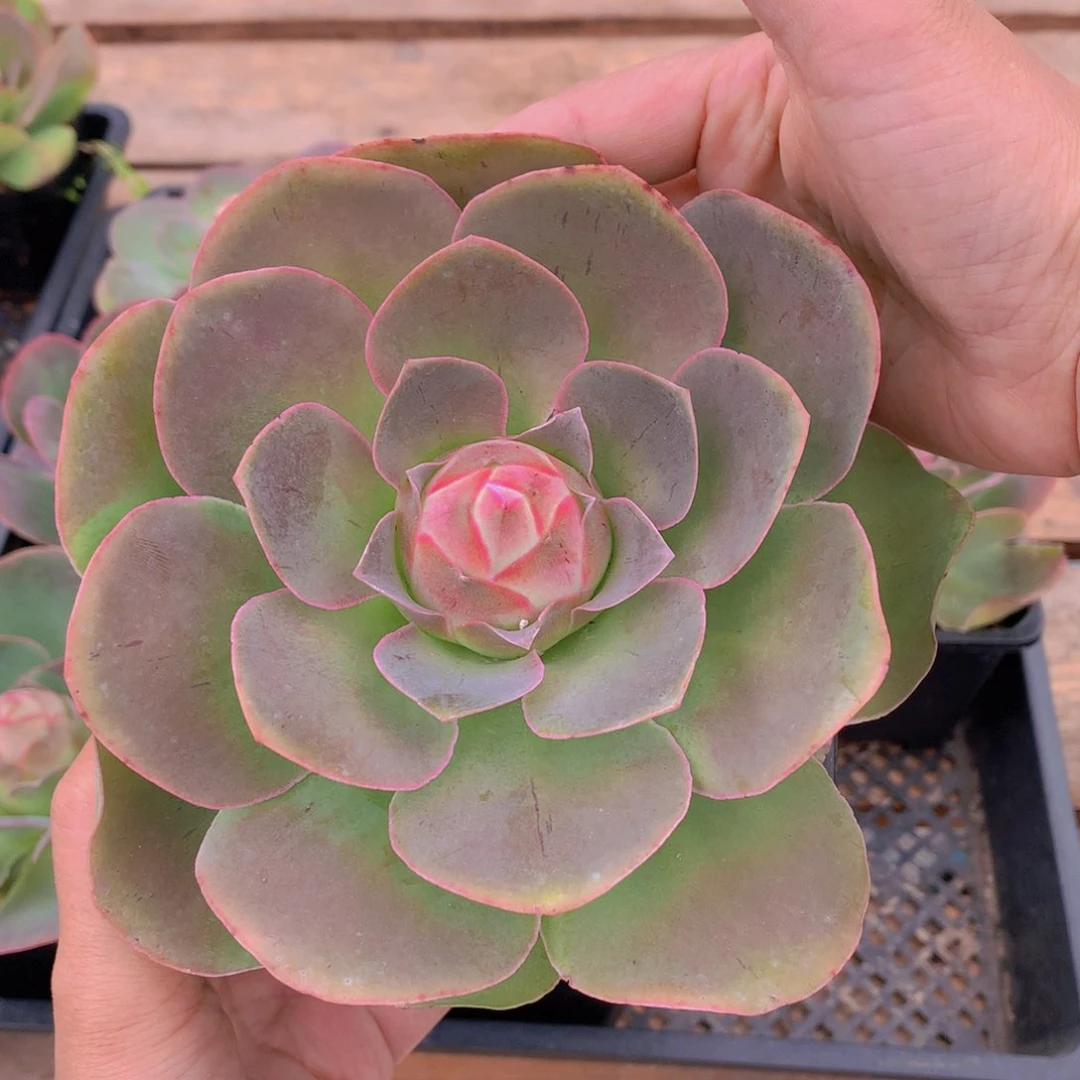 一颗老桩子纯大帕12cm盆量拍