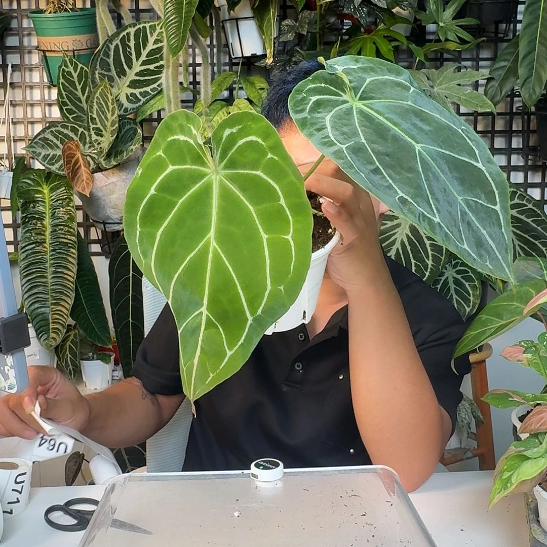 T***s完全开放一物一拍U62