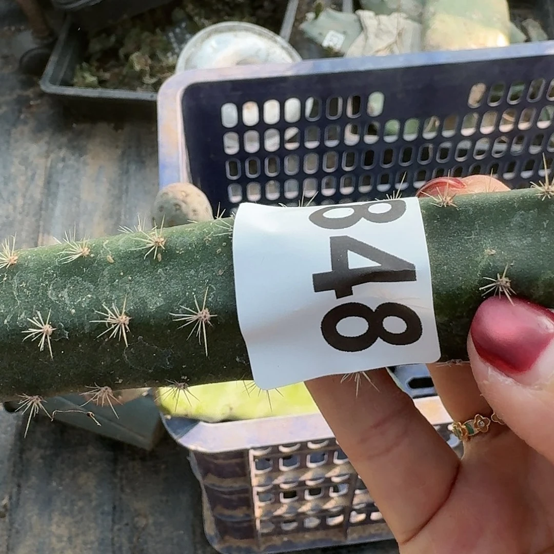 桃***地无花朵锦牡丹开花848