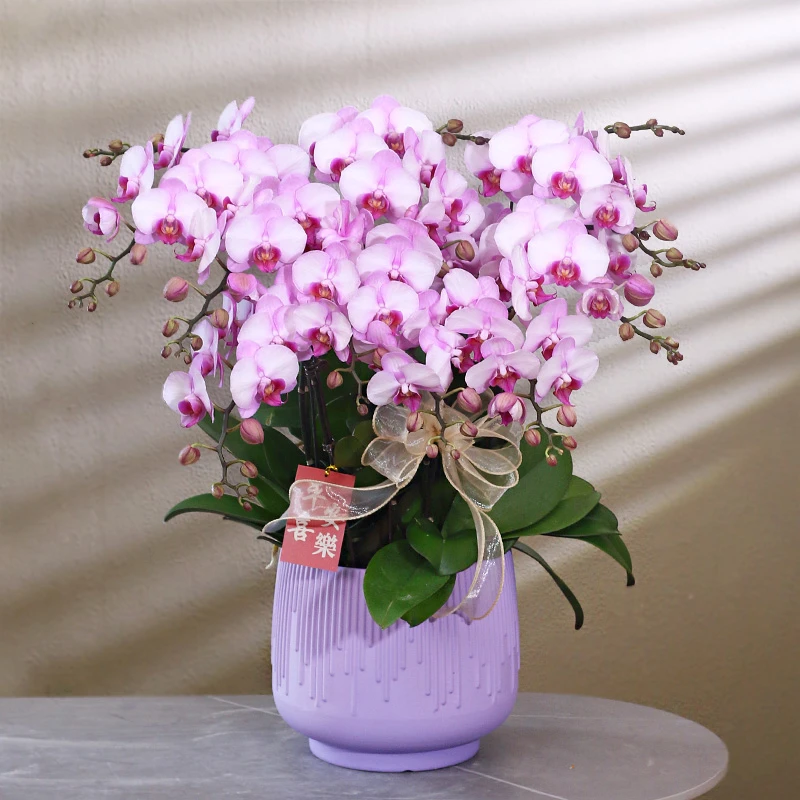 蝴蝶兰【月亮公主】带花带盆组好伴手礼送礼婚礼客厅装饰