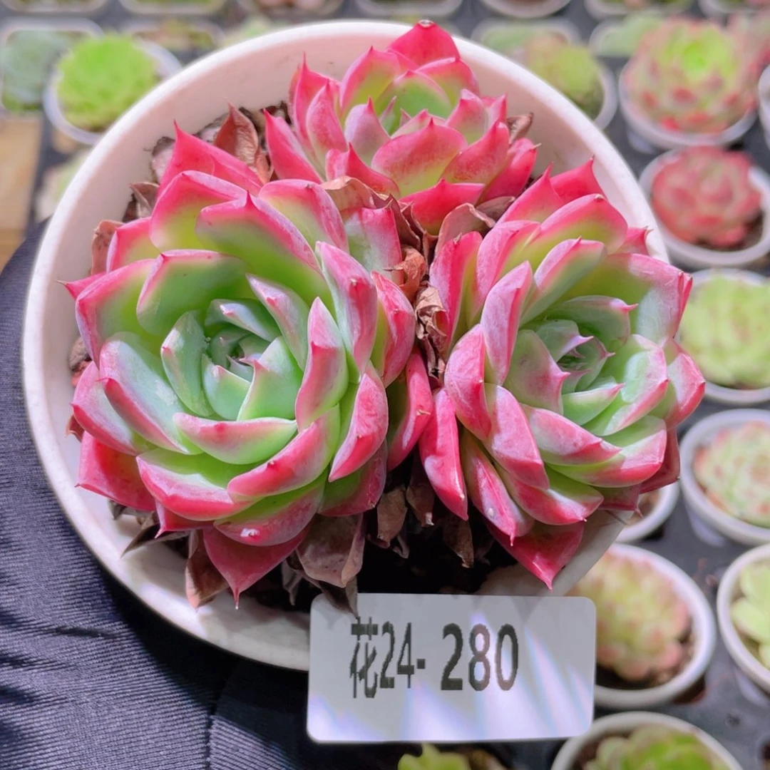 花利美24-280孤星