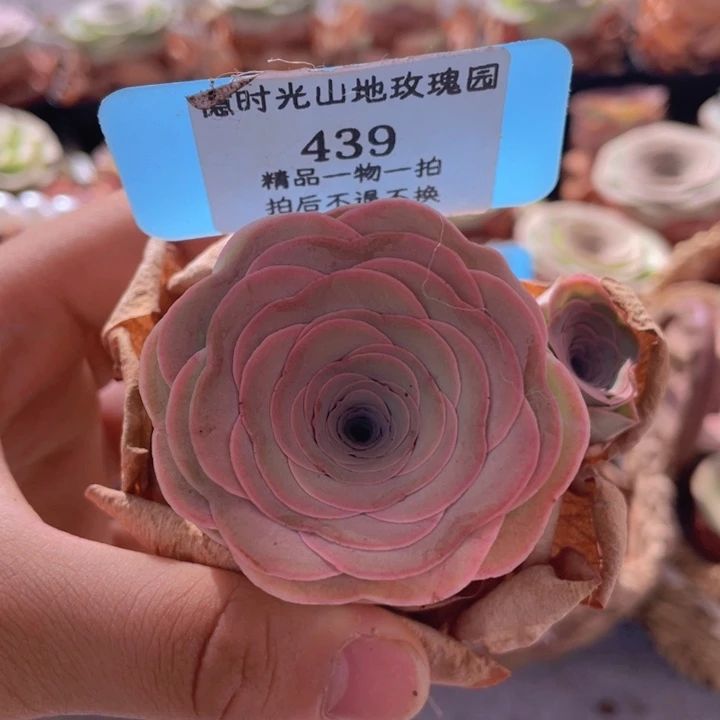 山地玫瑰439裸根发货不售后