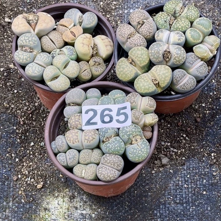 265生石花3盆一物一图如图