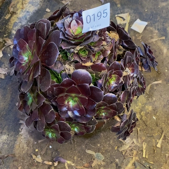 欧紫多肉断头不包0195