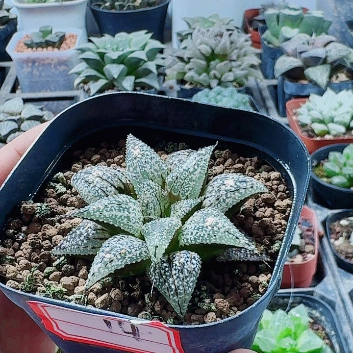 无花朵十二卷实生特选福利