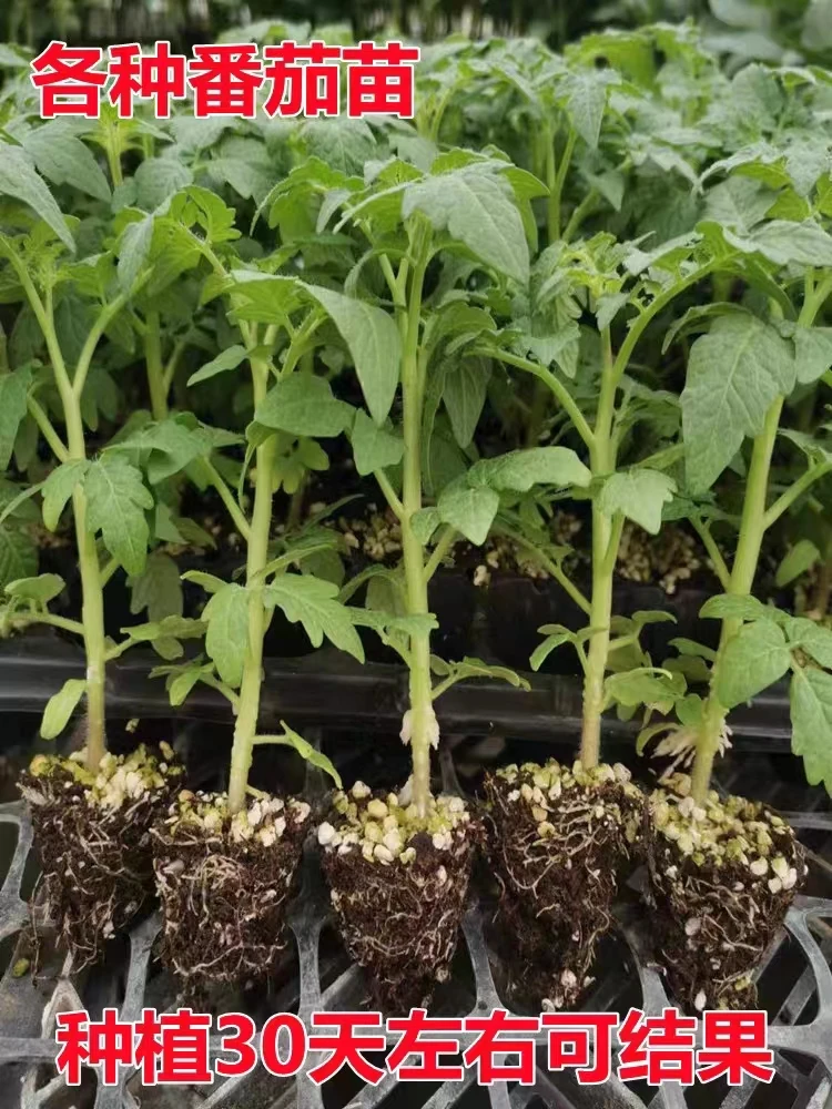四季穴盘带土新鲜大果秧苗老品种大粉西红柿苗沙瓤番茄大柿子苗菜