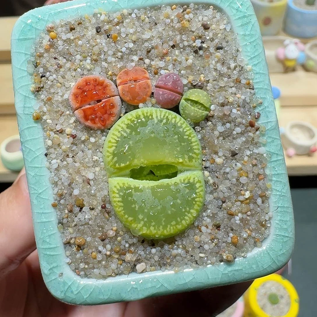 红陶蘑菇393彩拼