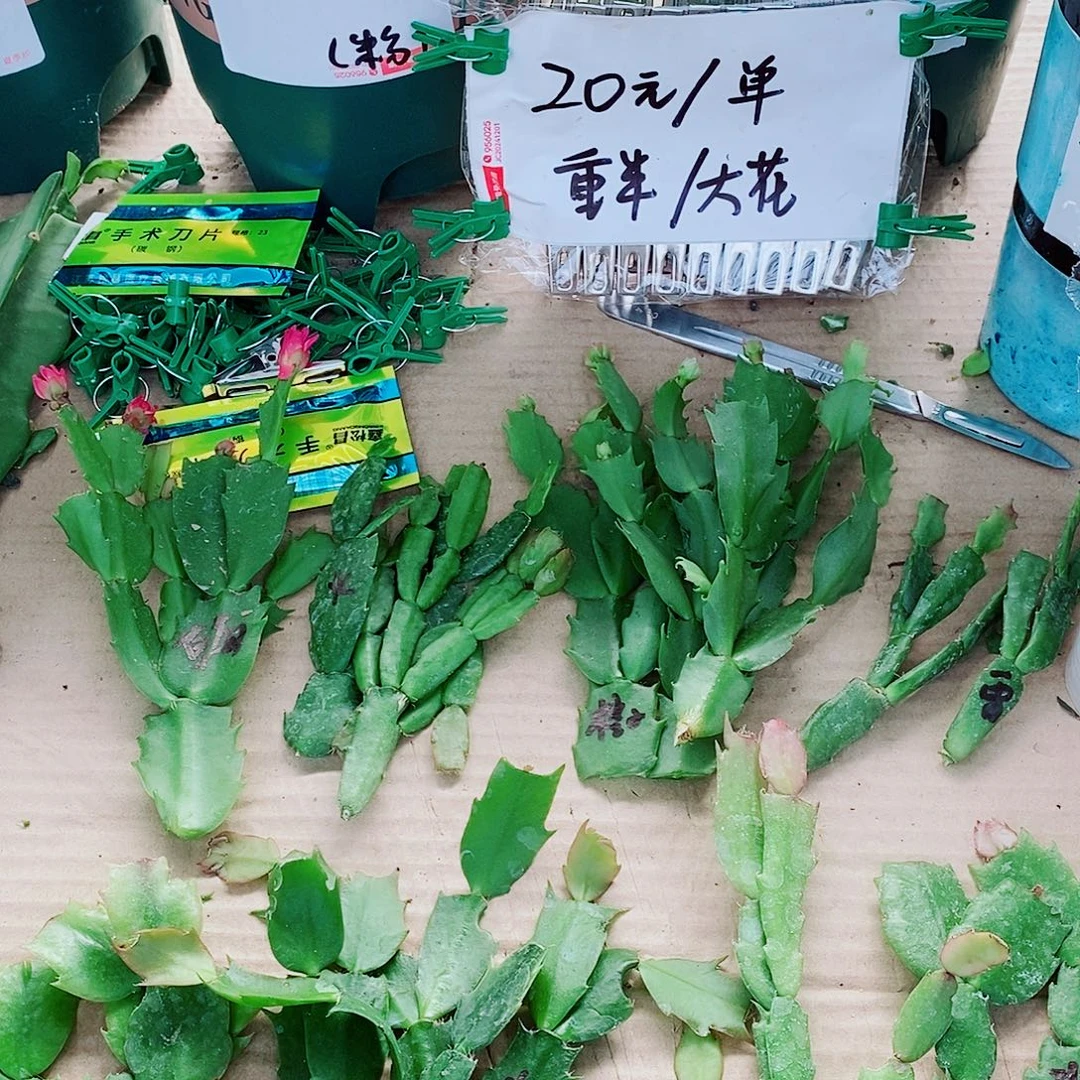 徽***斌无花朵叶片福利一物一拍