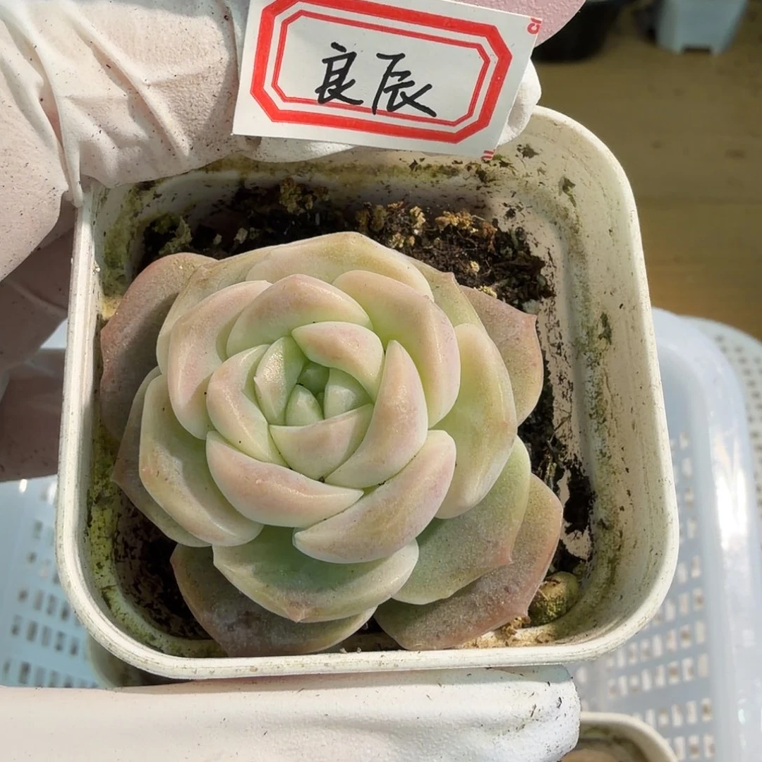 良辰多肉五方一盆量拍混发